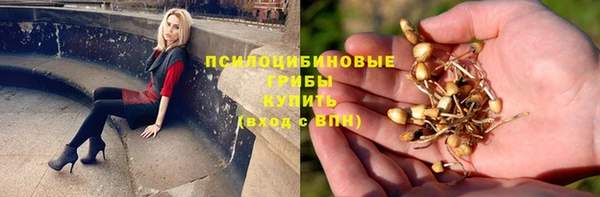стаф Богданович